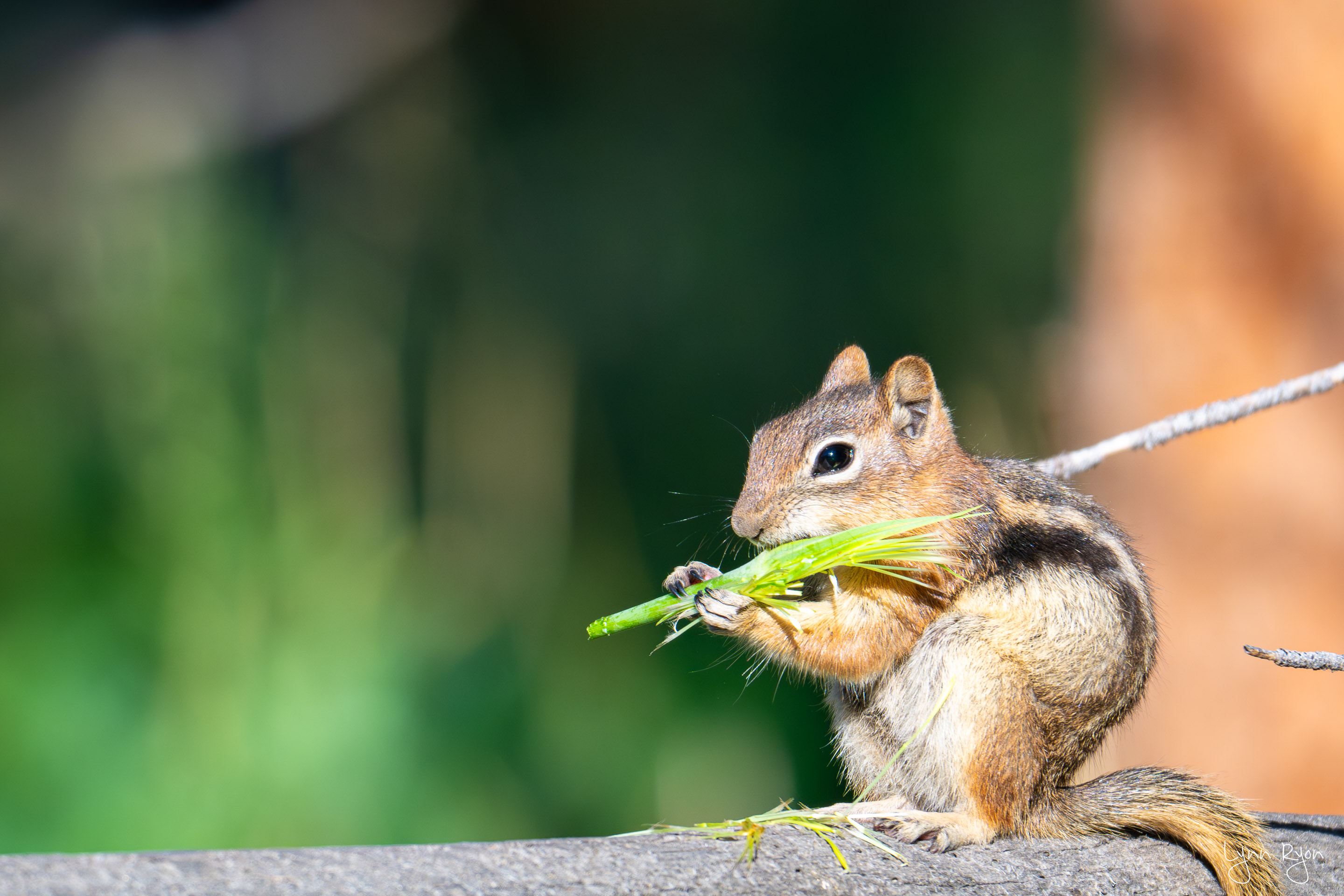 TL8 1457 Enhanced NR