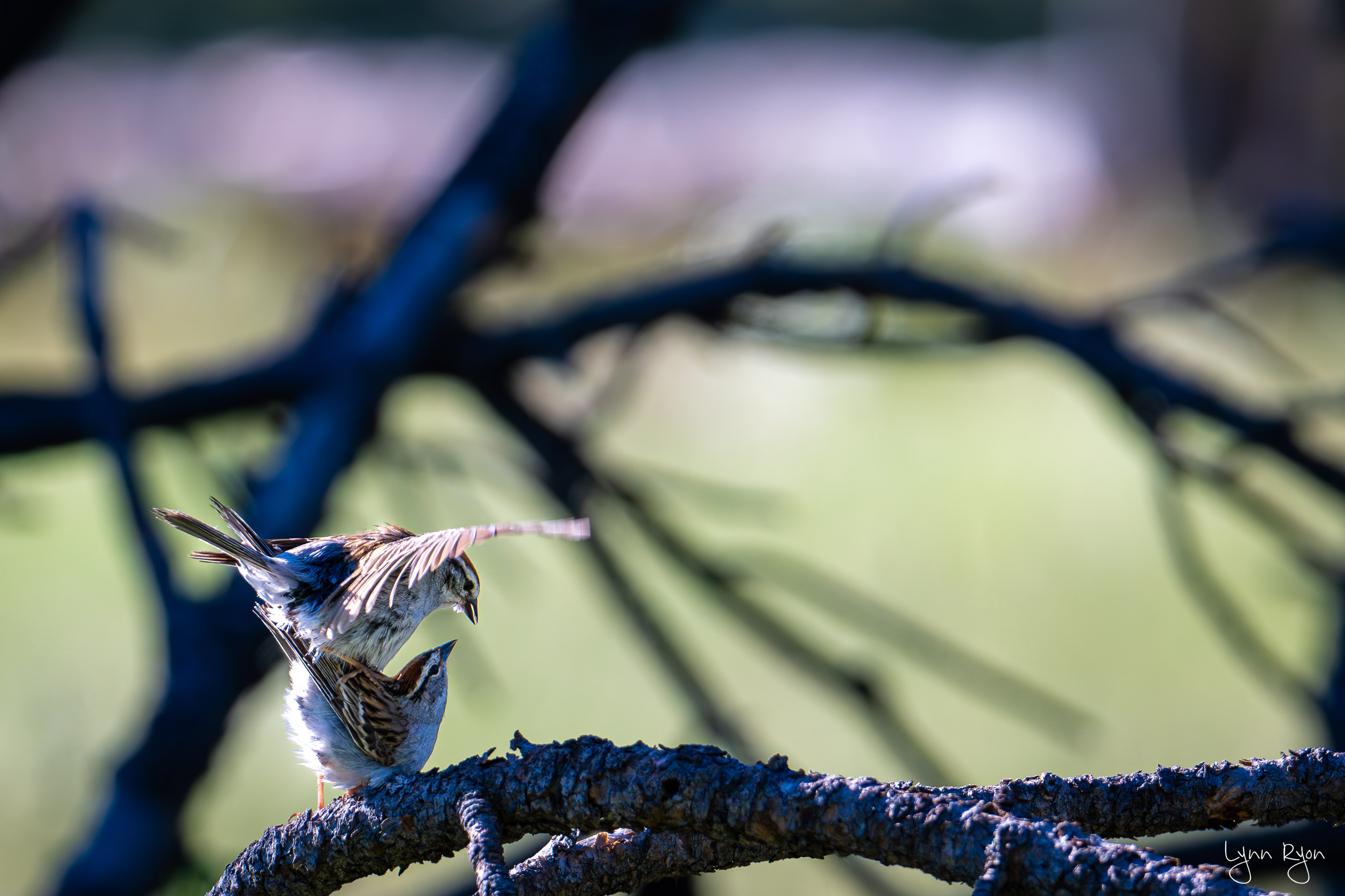 TL8 1487 Enhanced NR