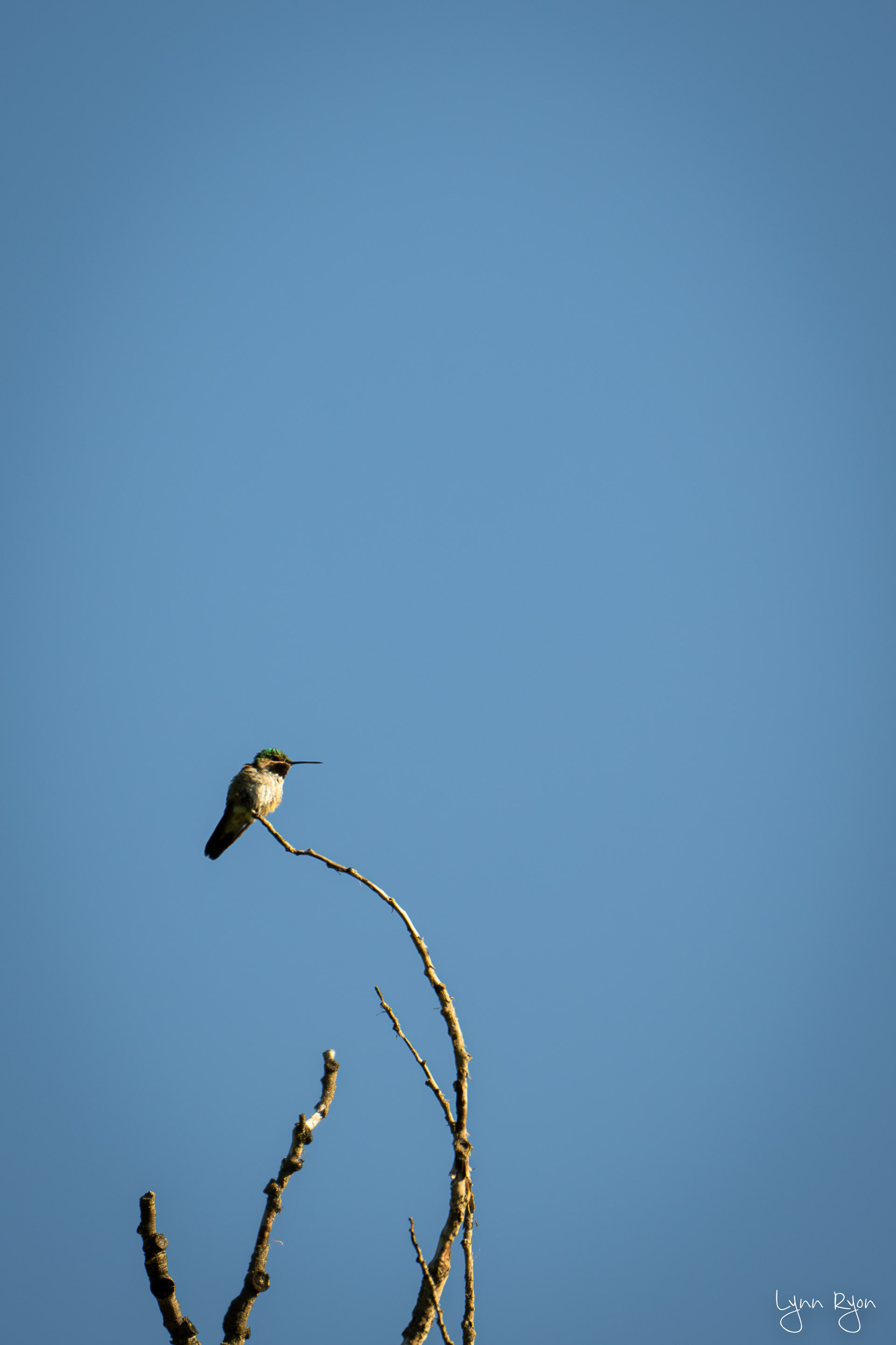 TL8 1583 Enhanced NR