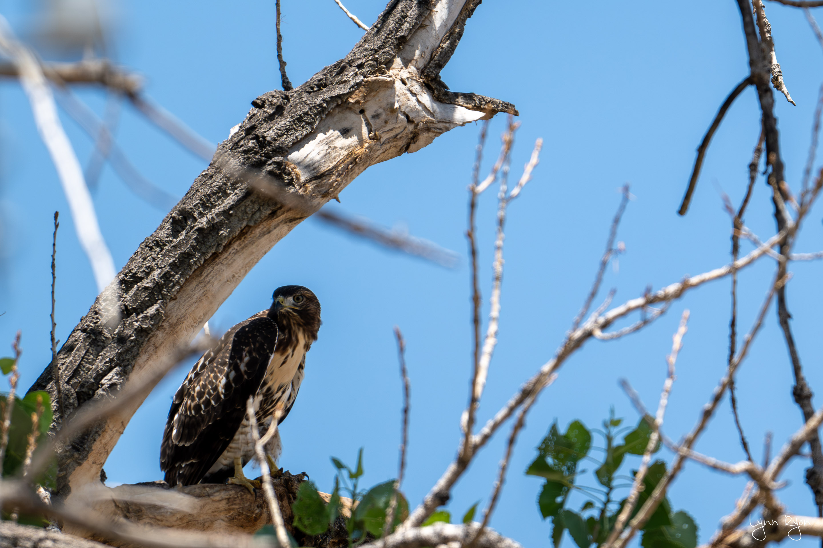 TL8 1628 Enhanced NR