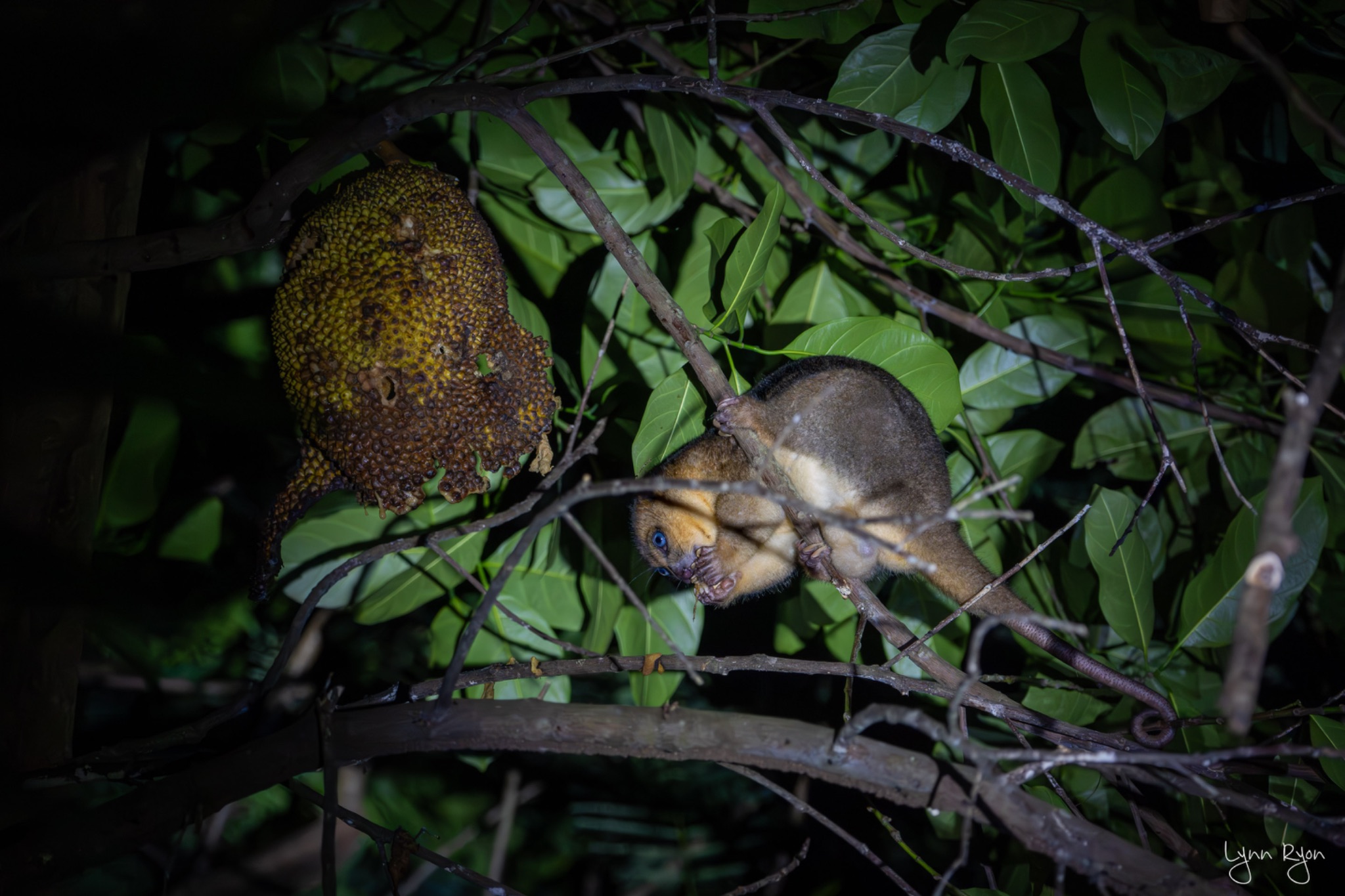 TL8 0268 Enhanced NR