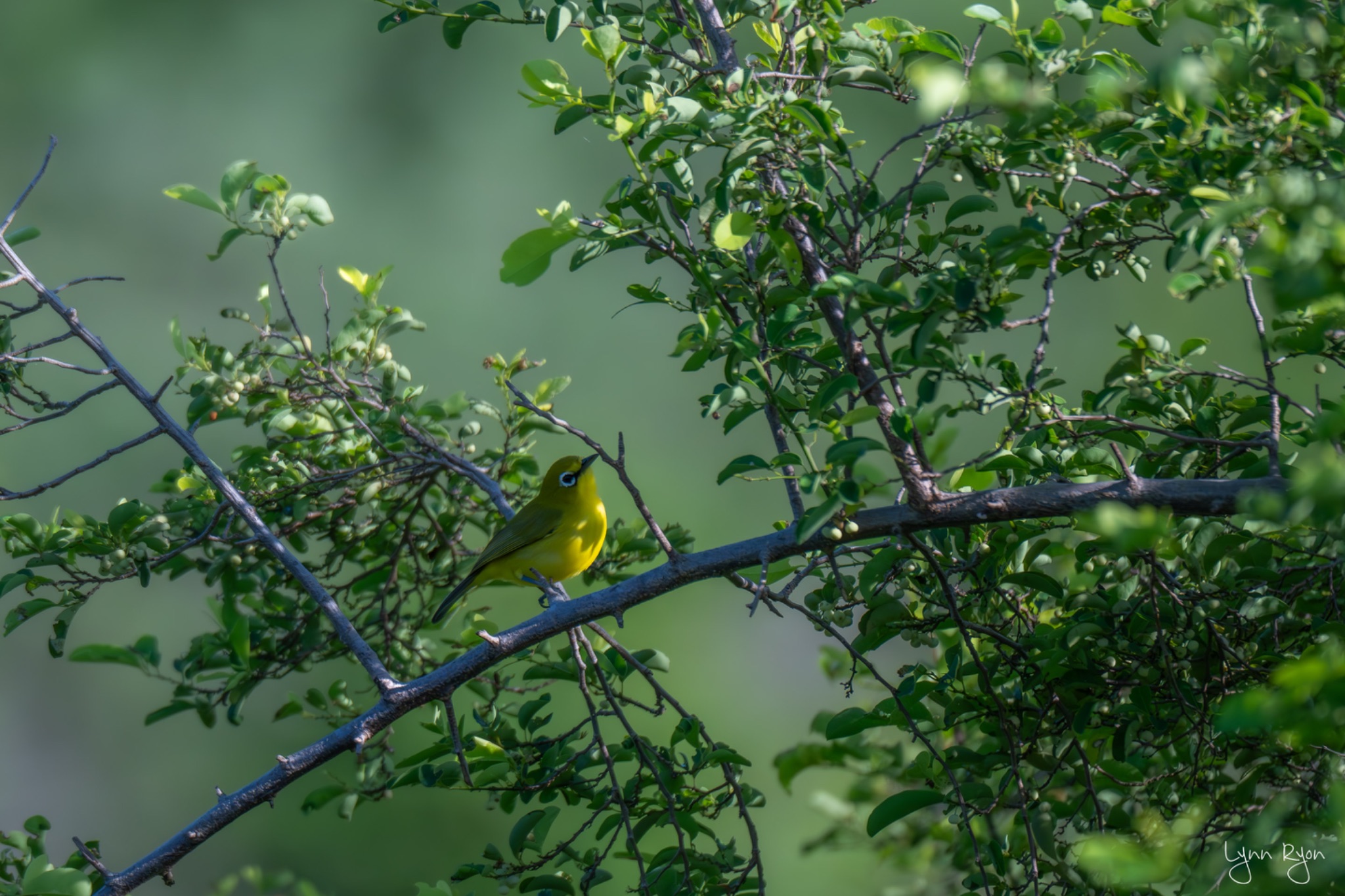 TL8 3830 Enhanced NR 2