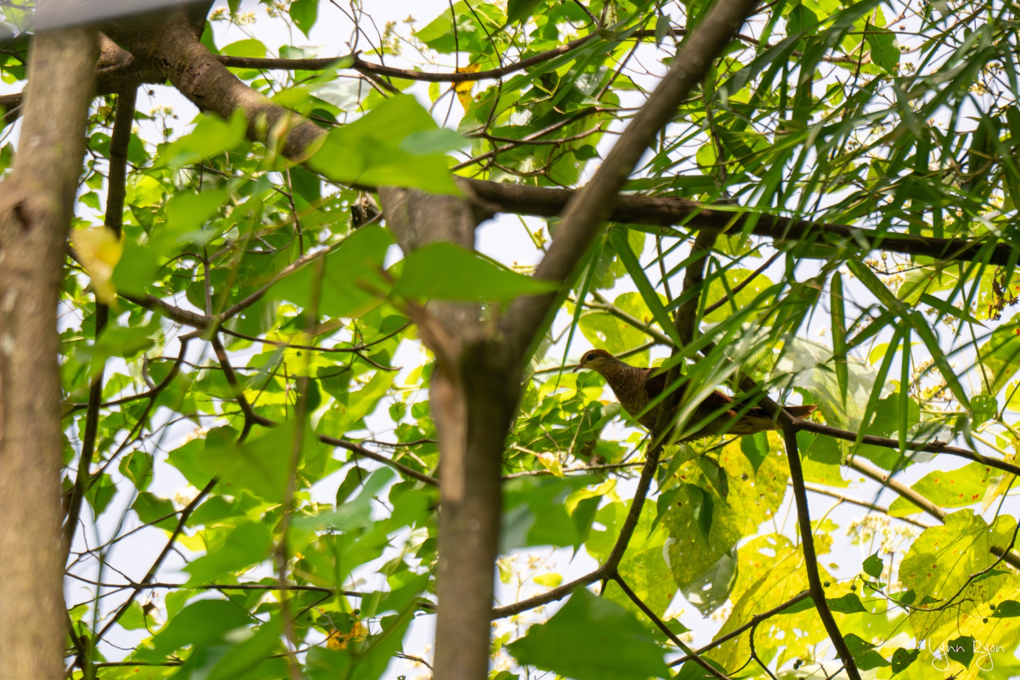 TL8 4034 Enhanced NR