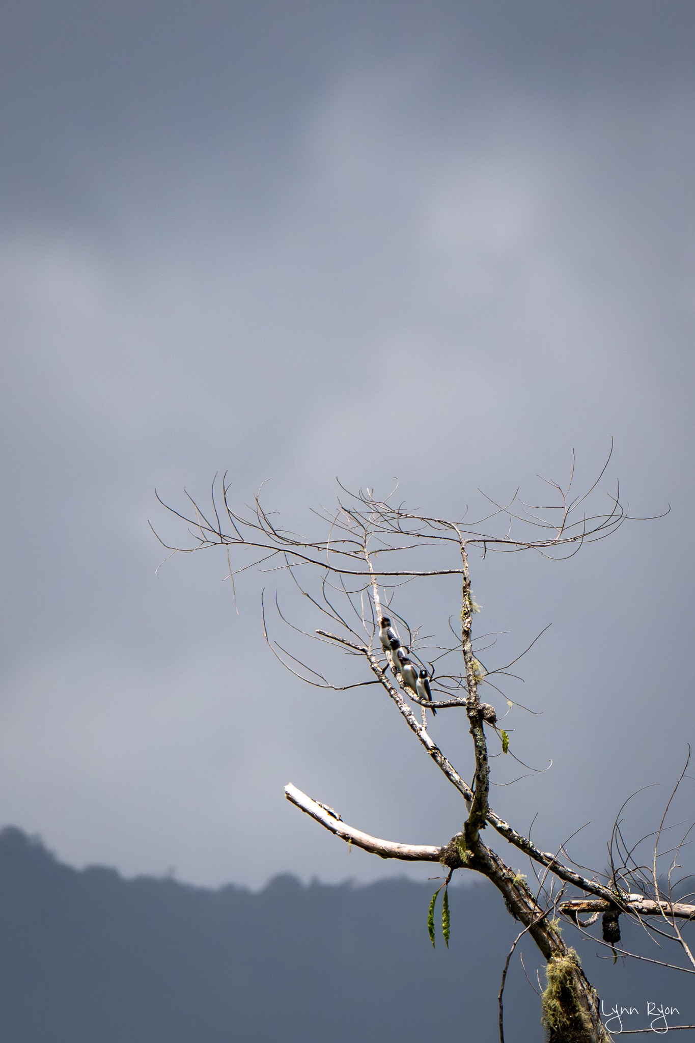 TL8 4038 Enhanced NR