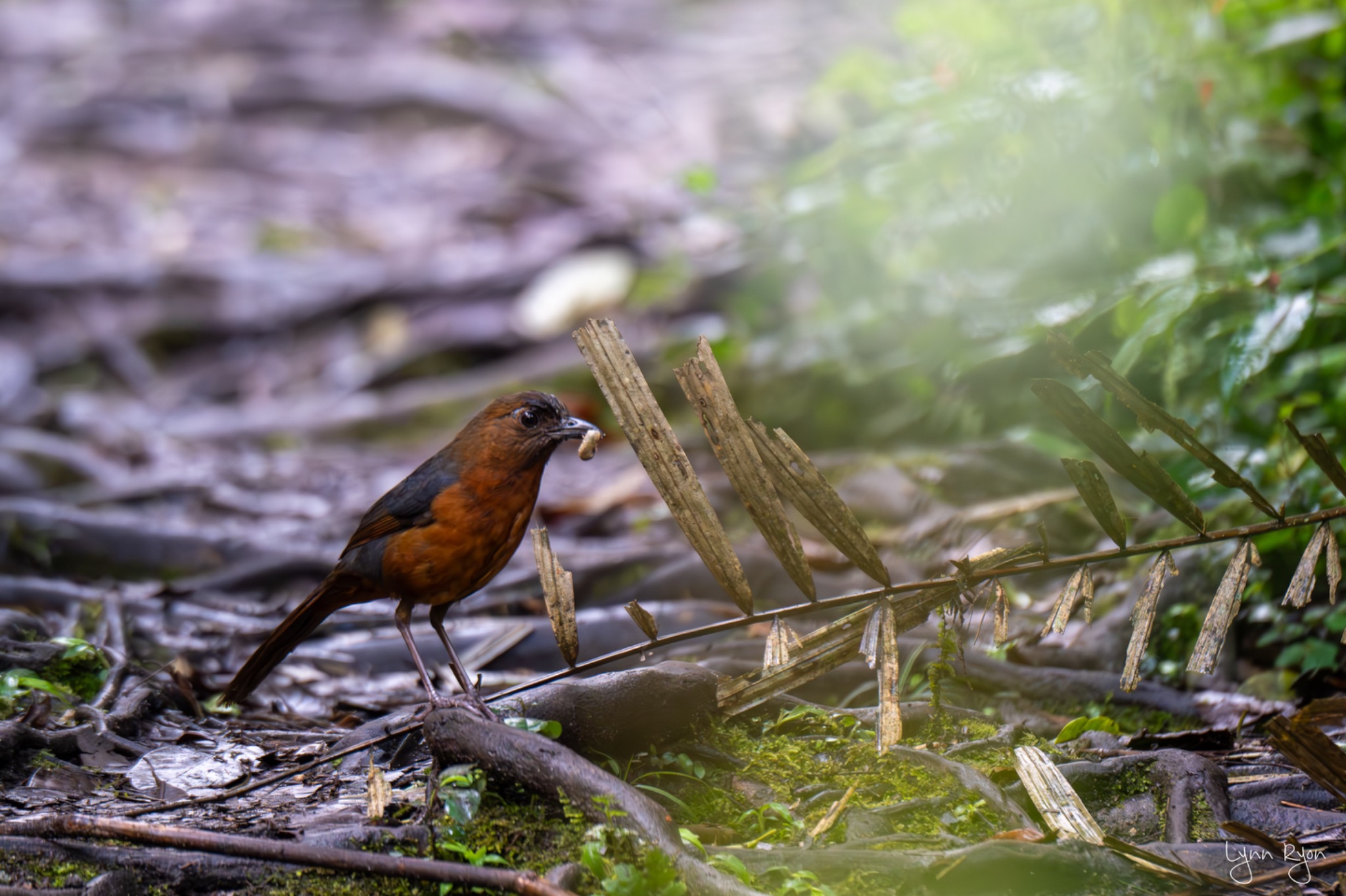 TL8 4085 Enhanced NR