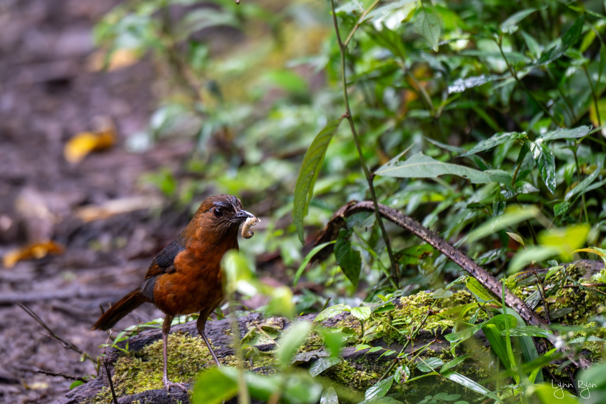 TL8 4092 Enhanced NR