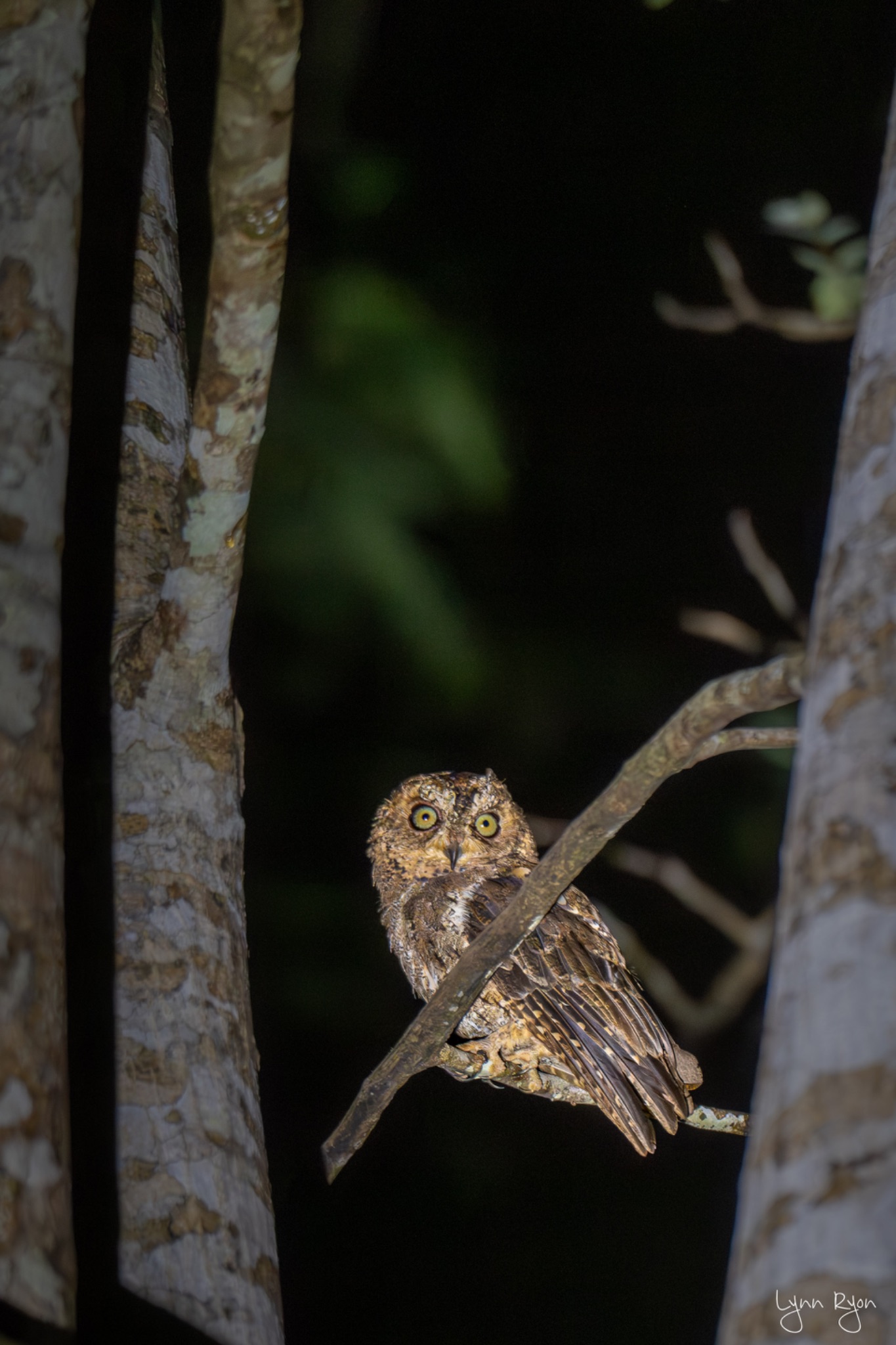 TL8 4905 Enhanced NR