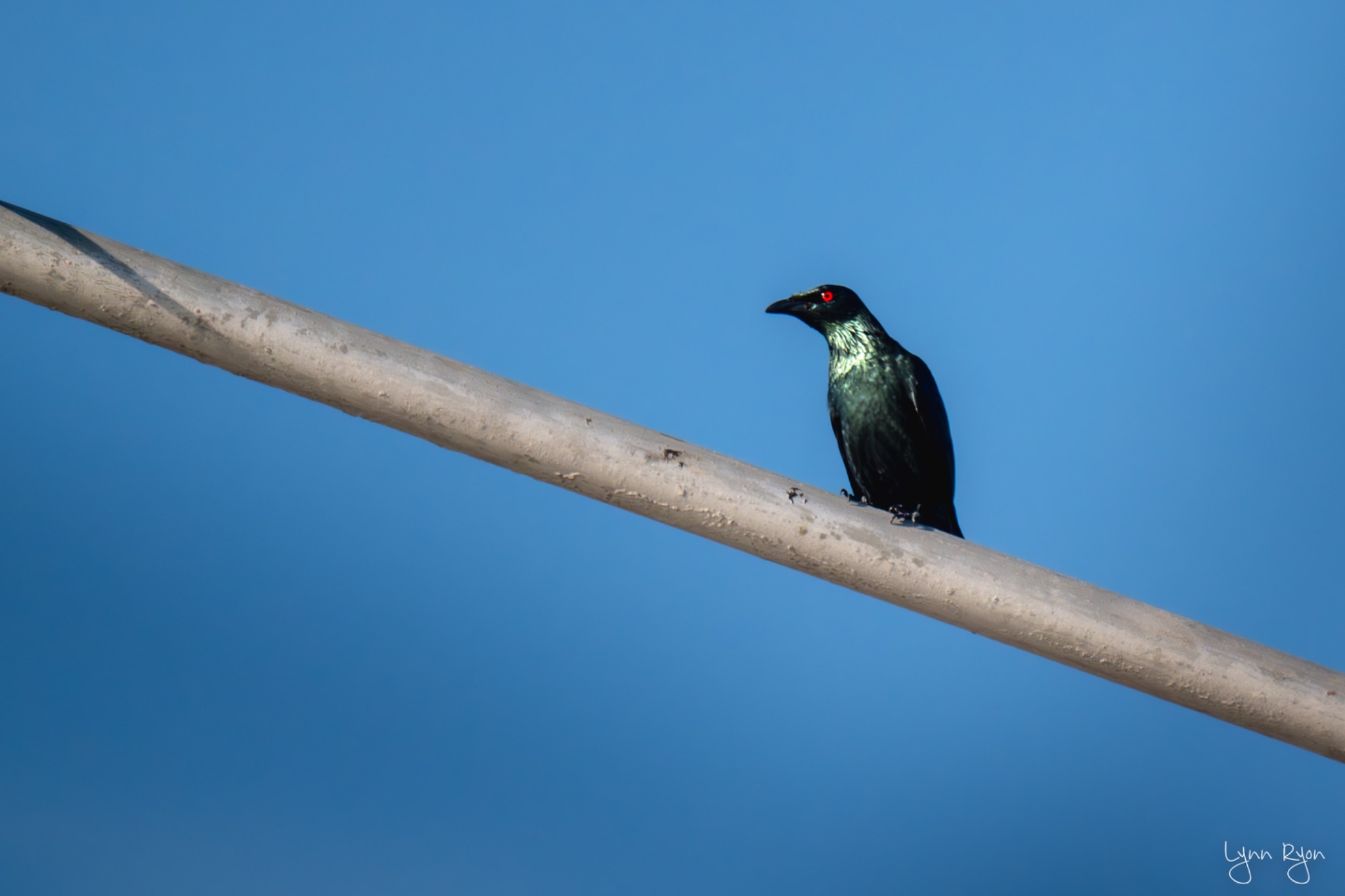 TL8 4936 Enhanced NR