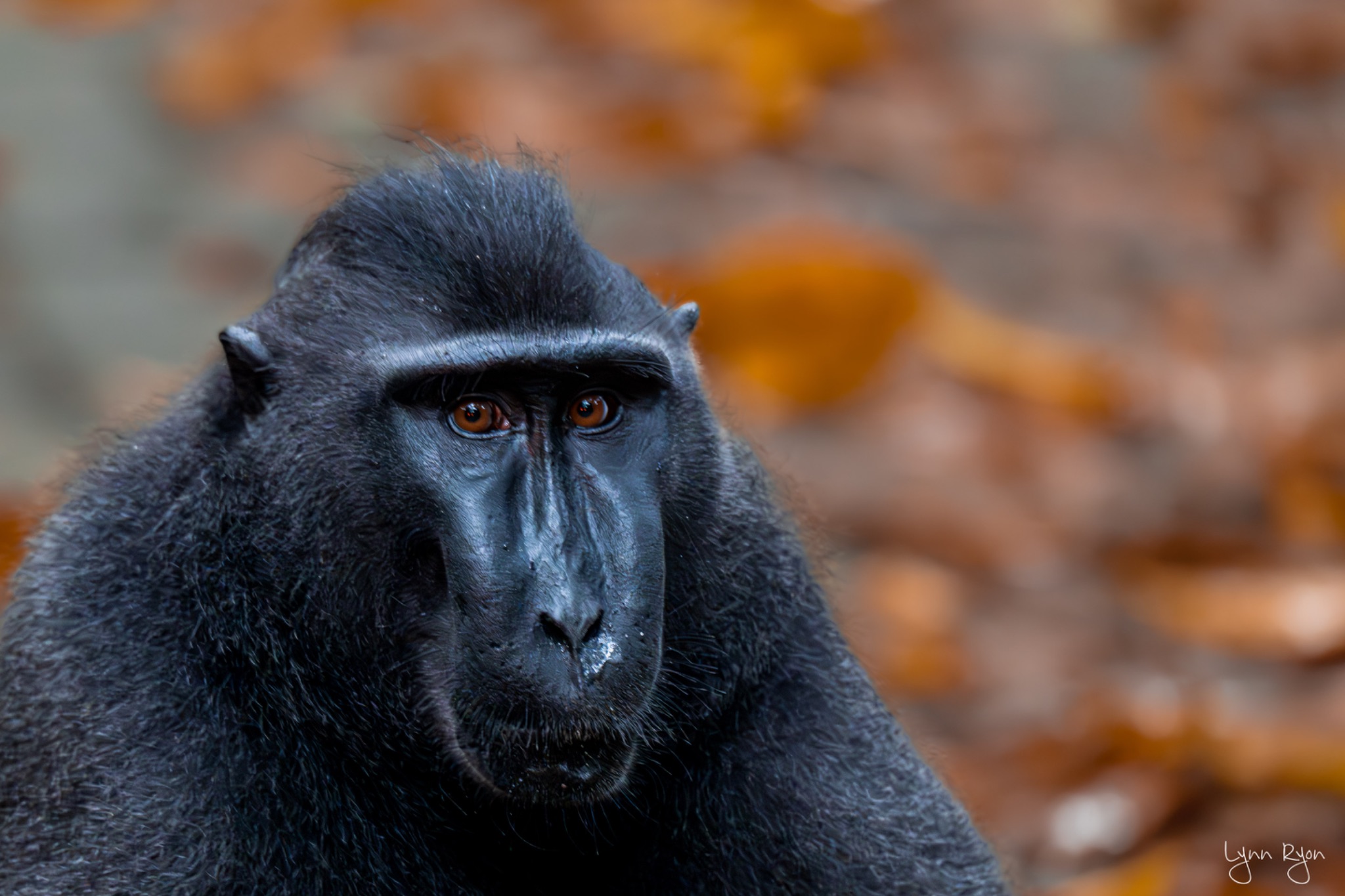 TL8 5046 Enhanced NR