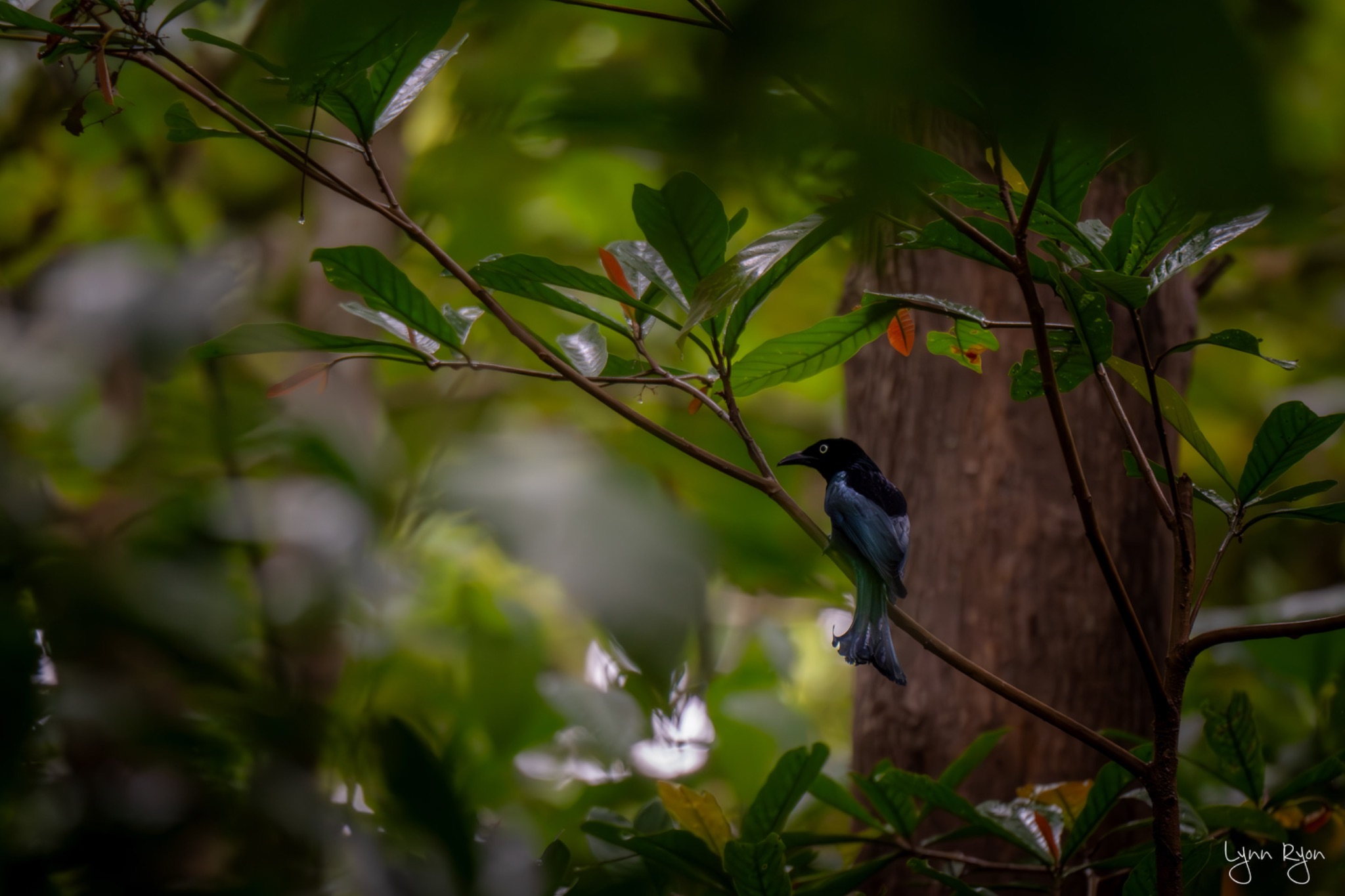 TL8 5056 Enhanced NR