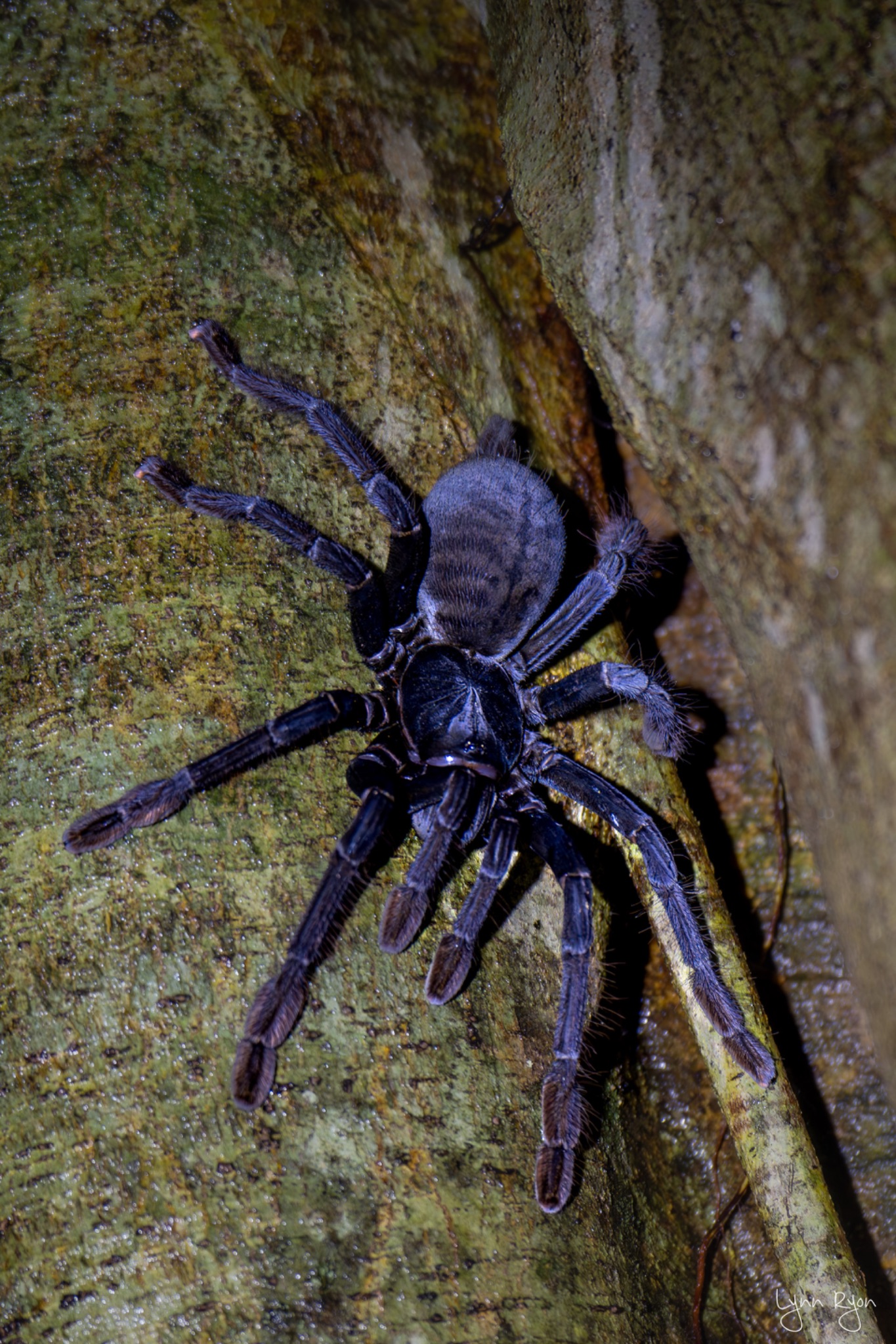 TL8 5257 Enhanced NR