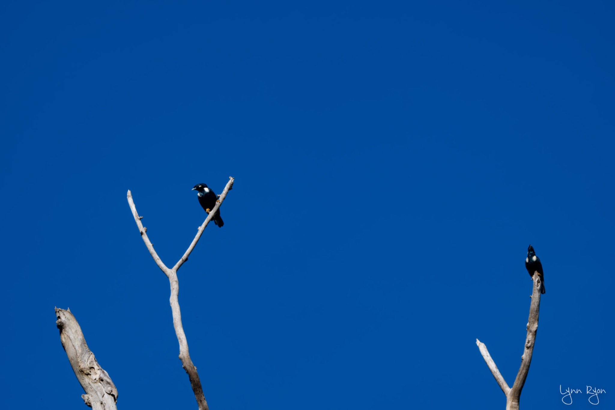 TL8 5423 Enhanced NR