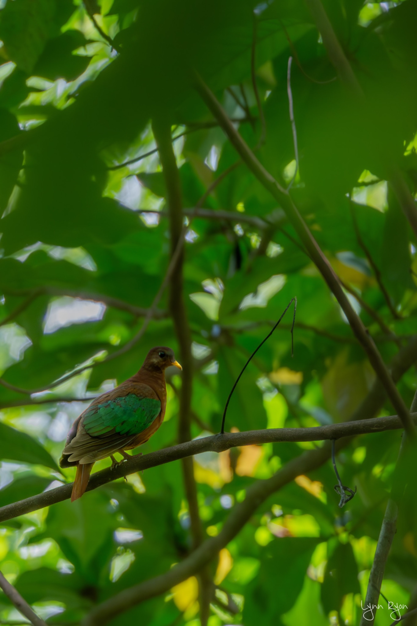 TL8 5671 Enhanced NR