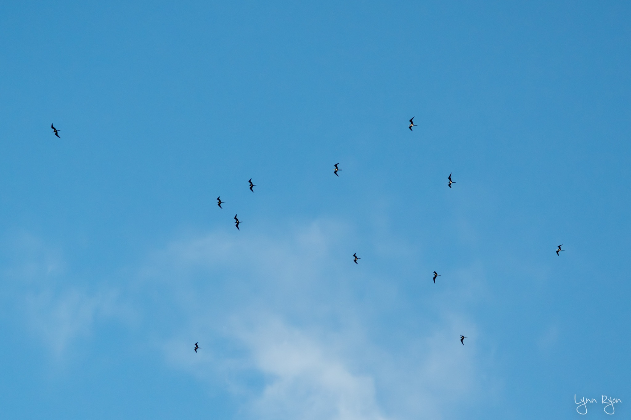 TL8 5774 Enhanced NR