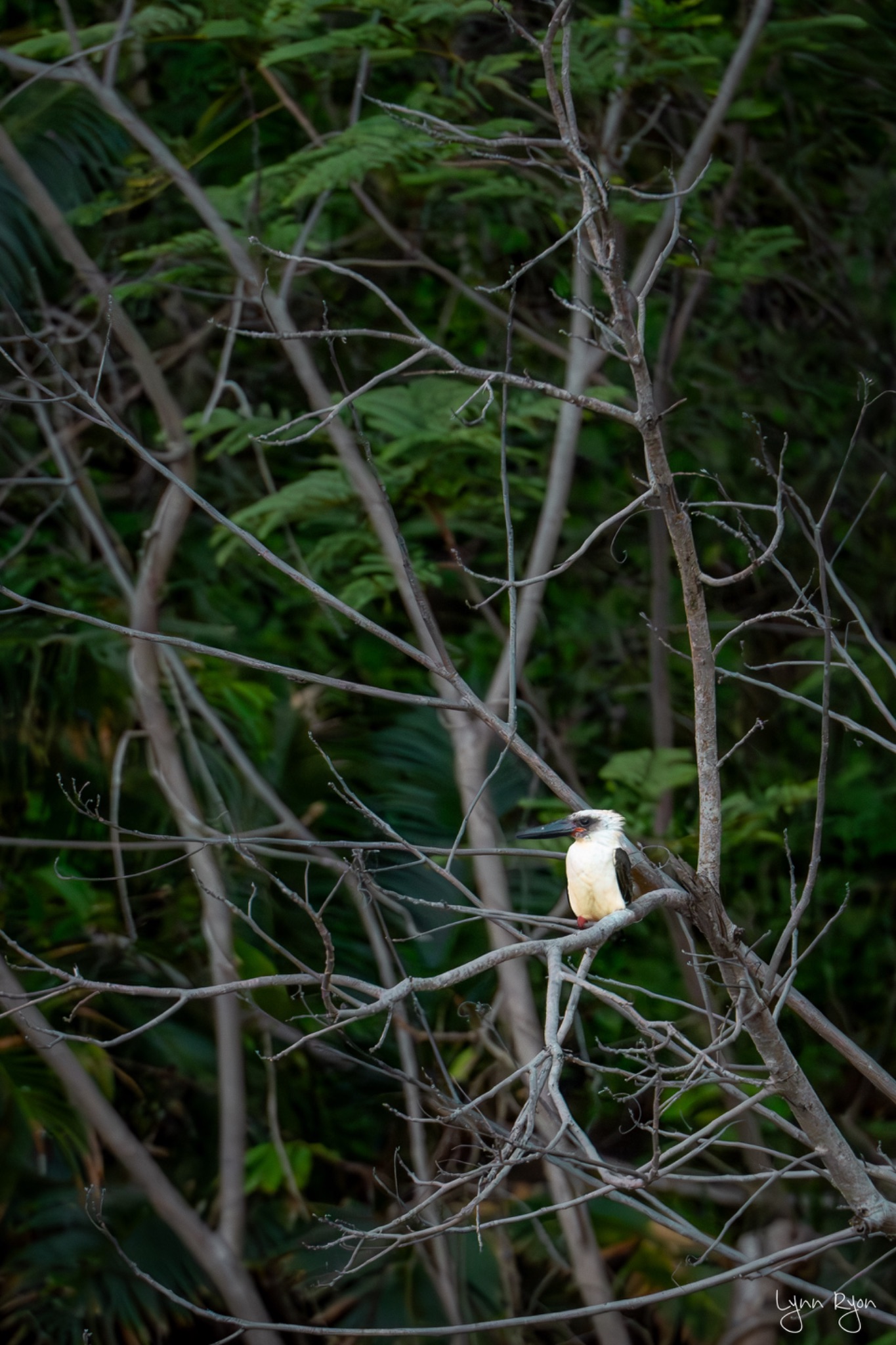 TL8 5786 Enhanced NR