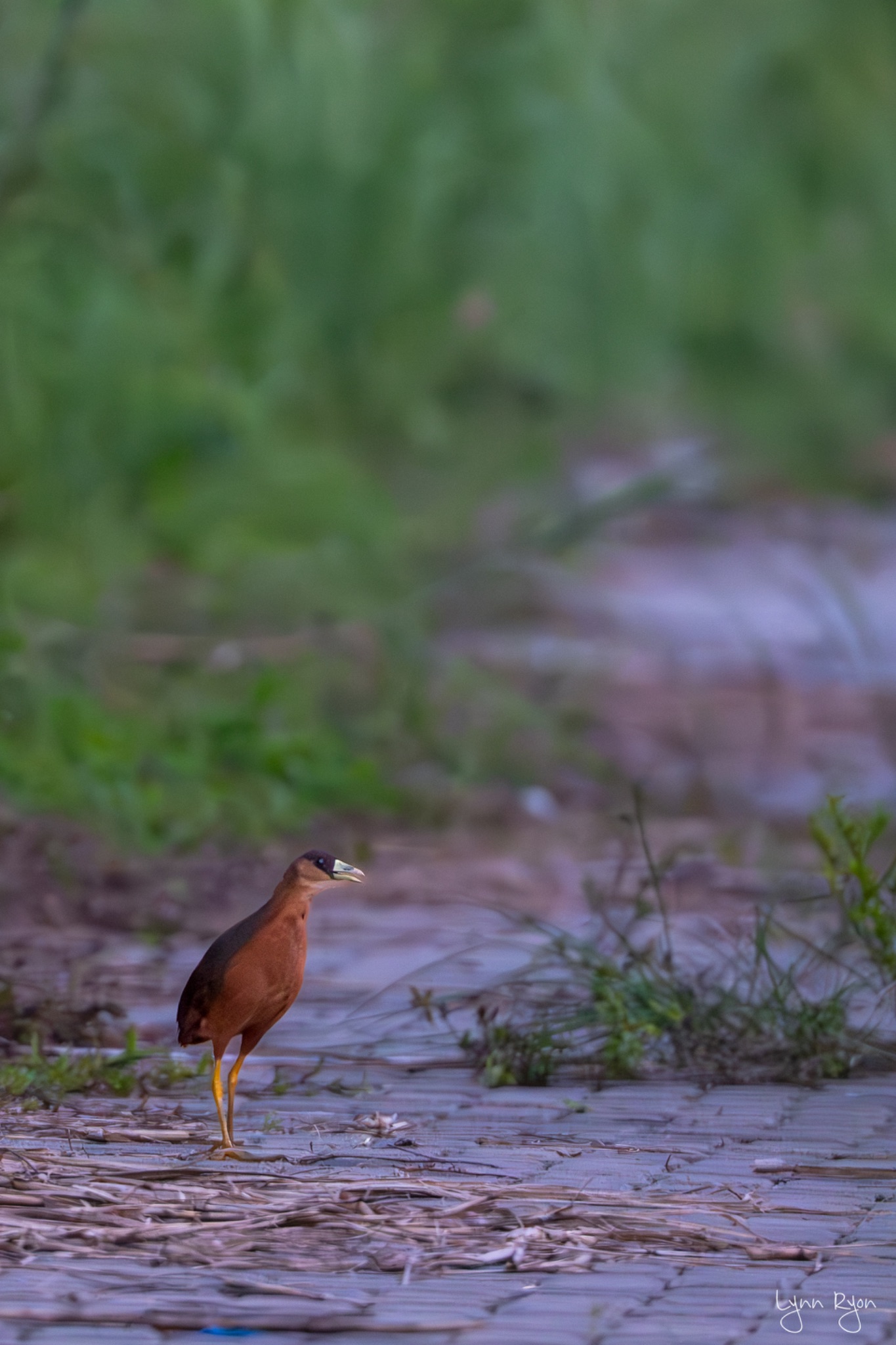 TL8 6285 Enhanced NR