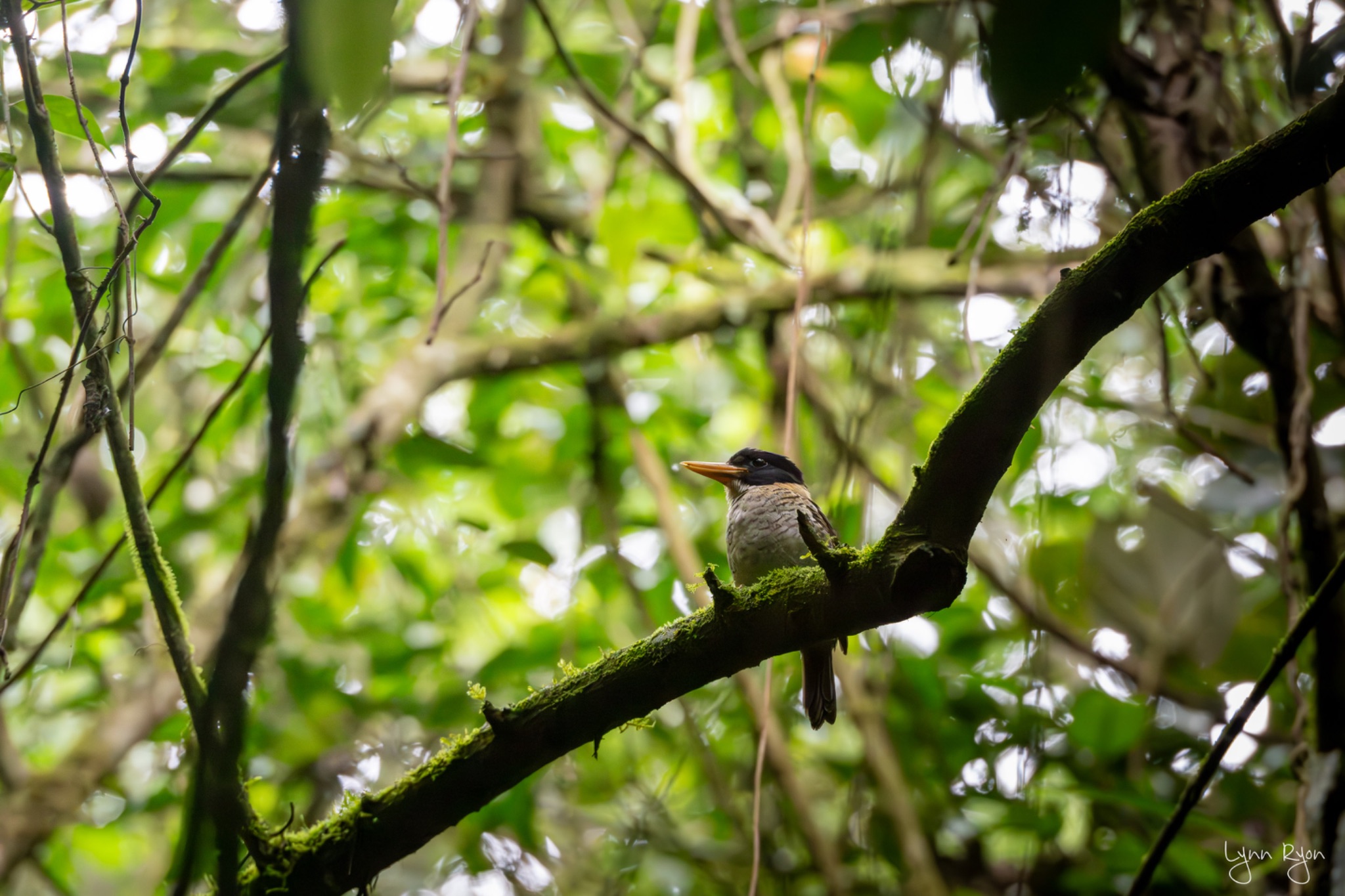 TL8 6543 Enhanced NR