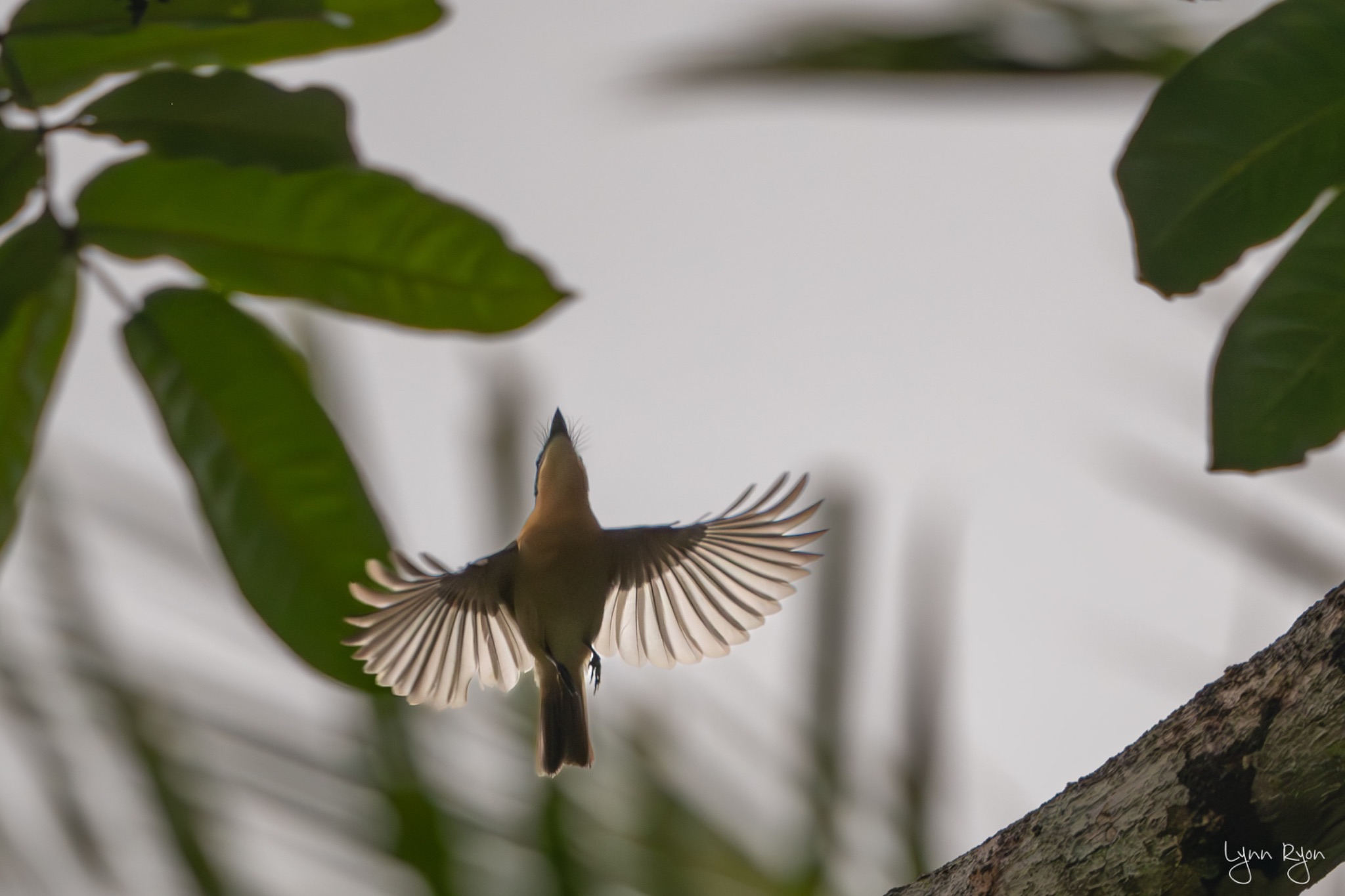 TL8 6890 Enhanced NR