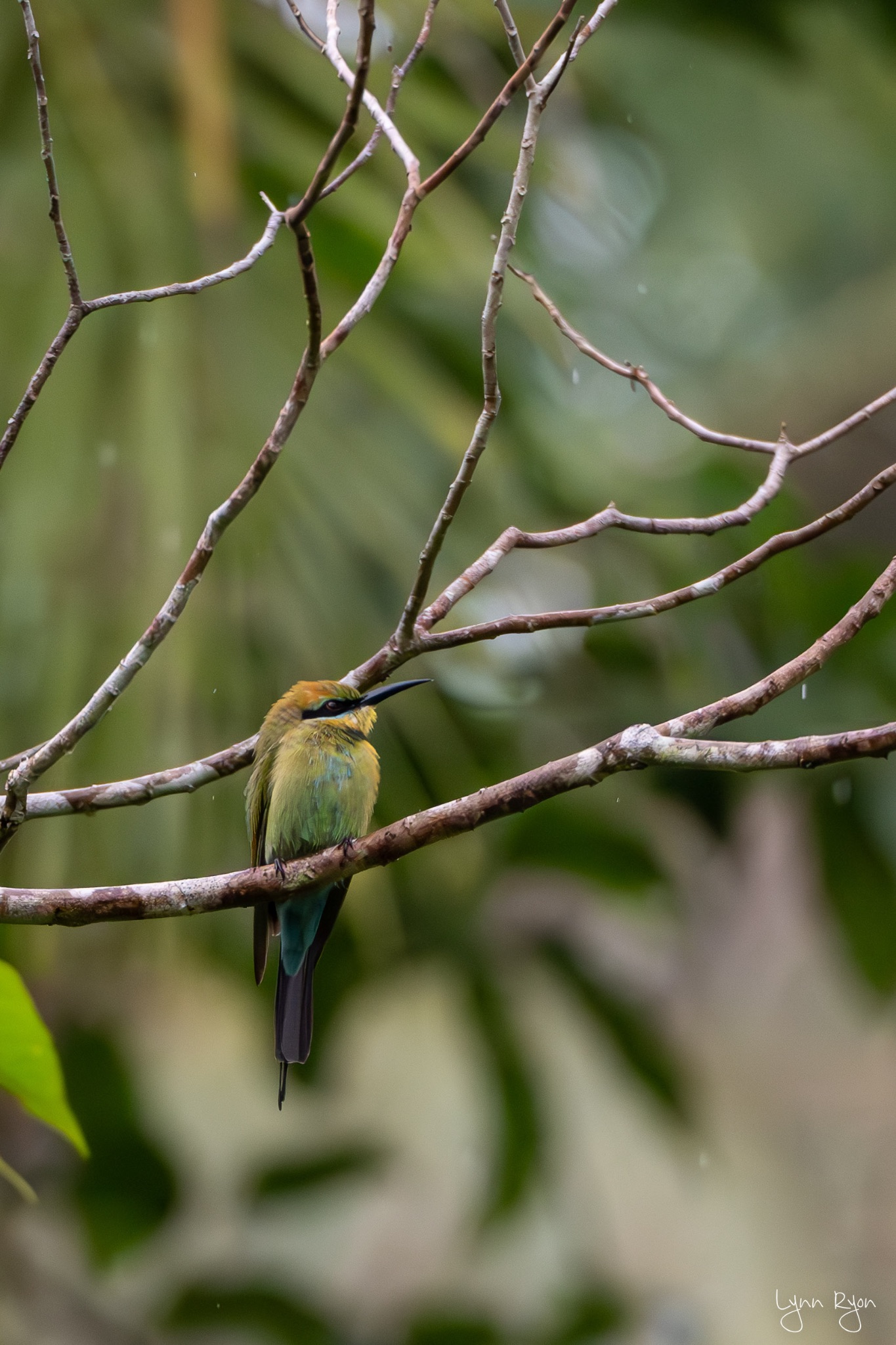 TL8 6892 Enhanced NR