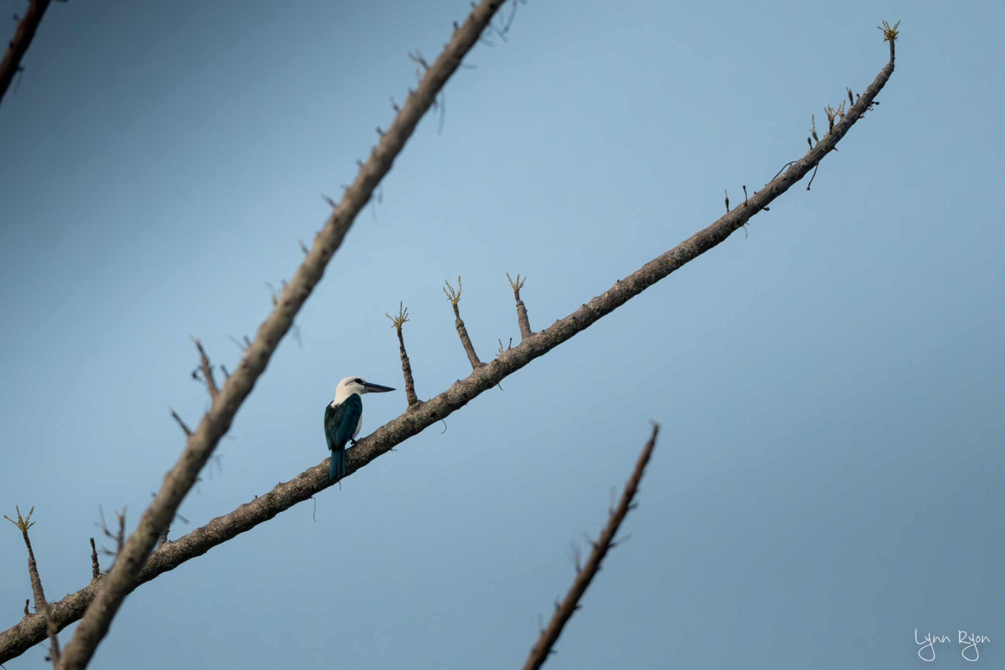 TL8 7044 Enhanced NR