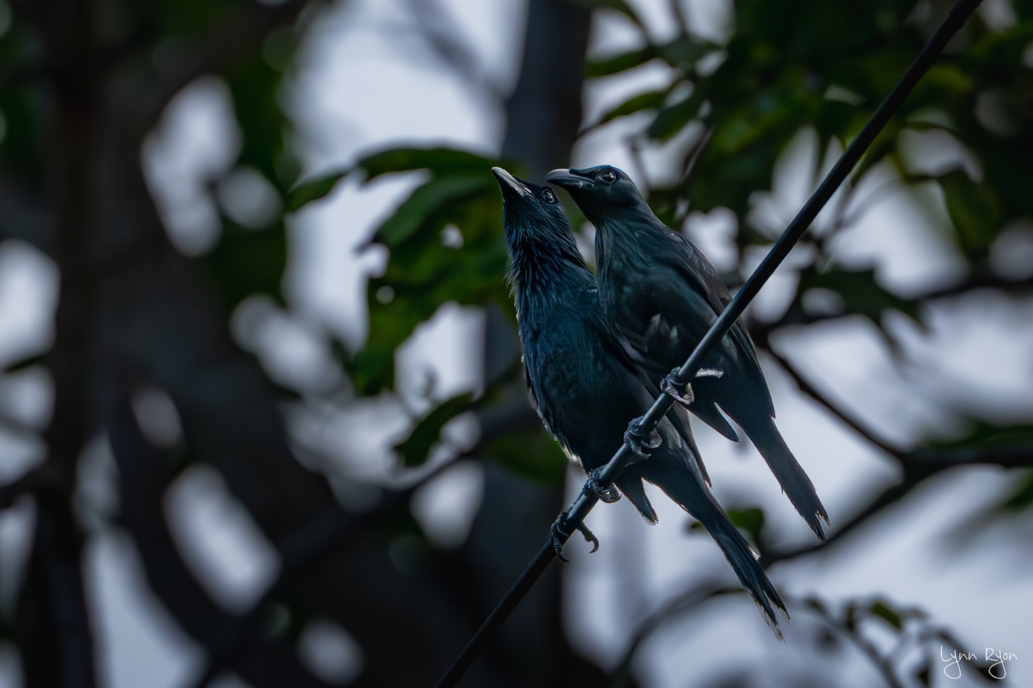 TL8 7073 Enhanced NR