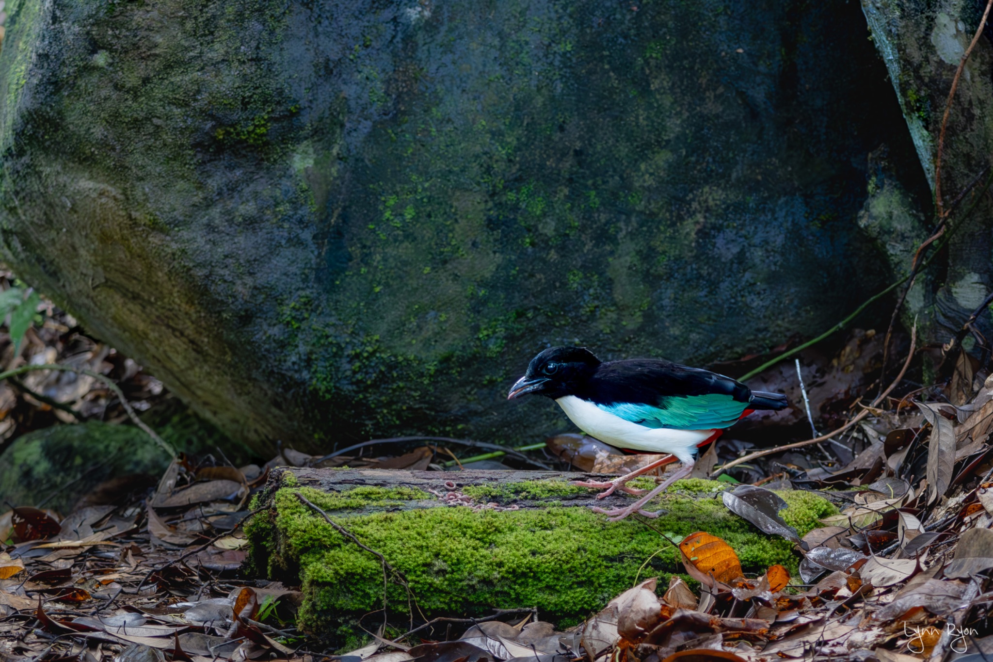 TL8 7796 Enhanced NR