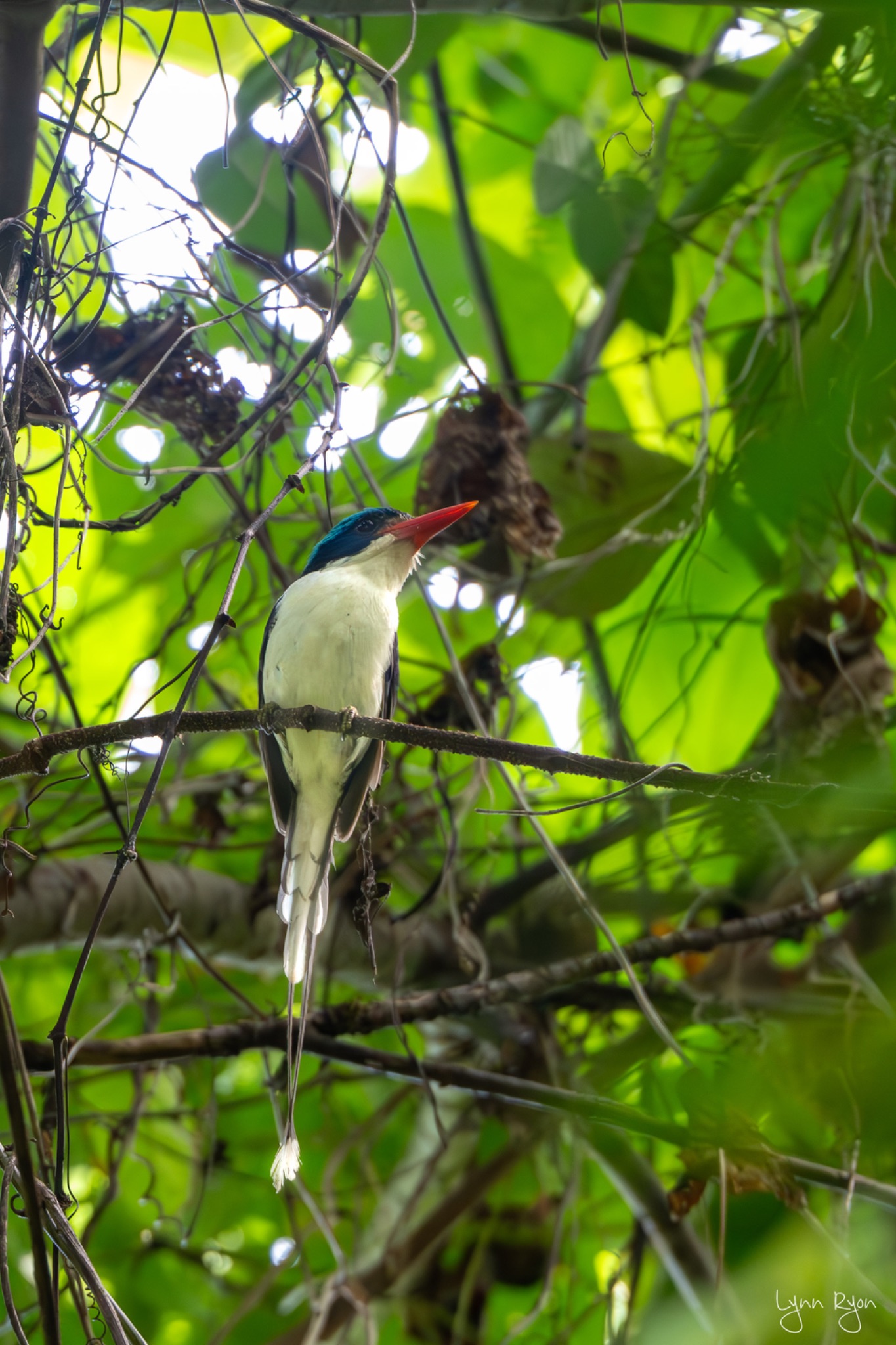 TL8 8129 Enhanced NR