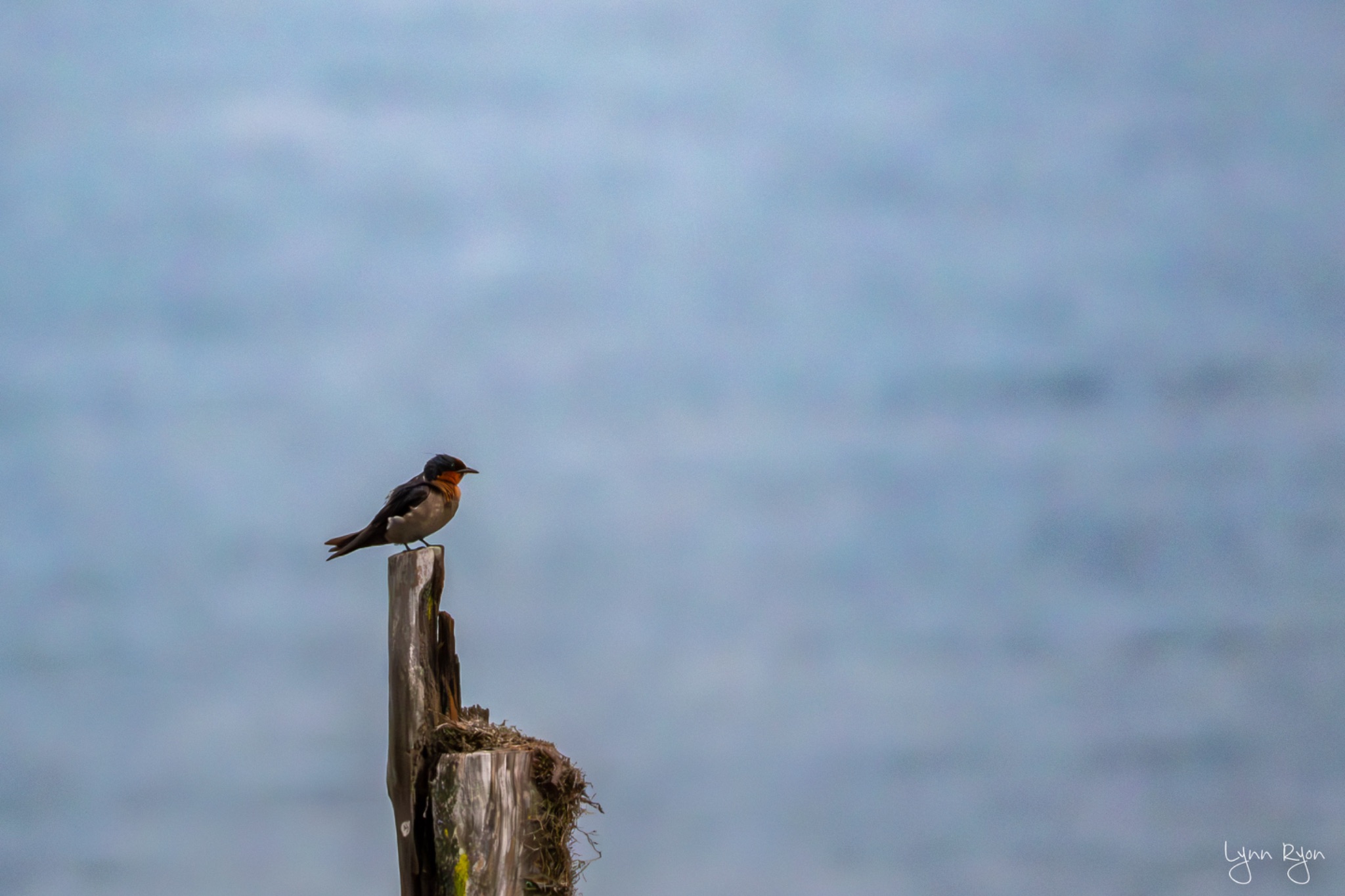 TL8 8219 Enhanced NR