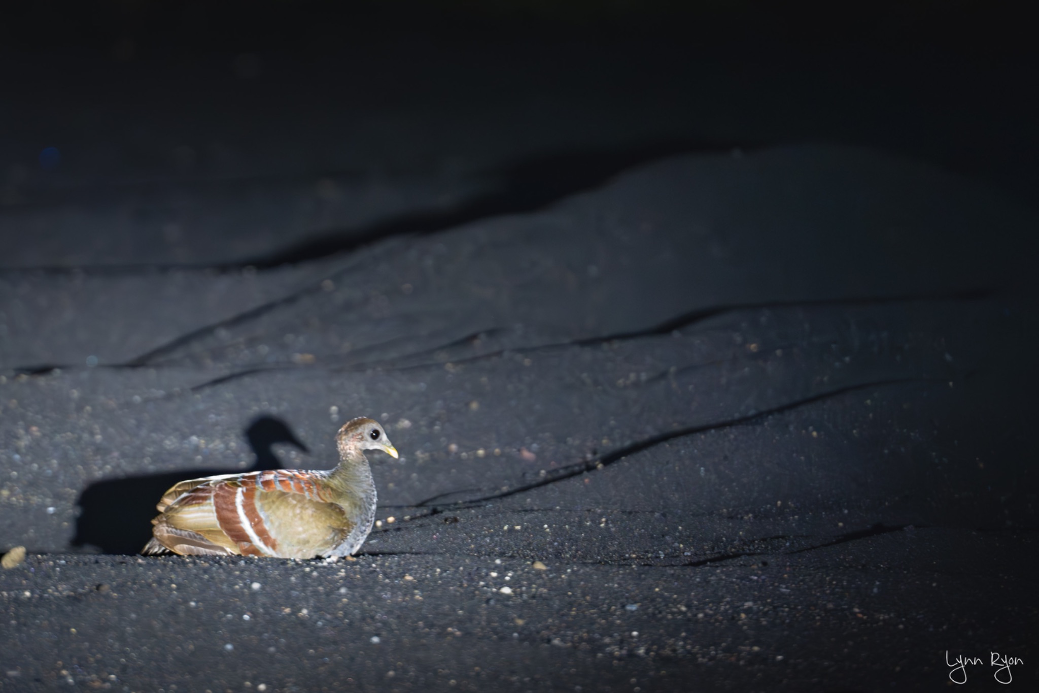 TL8 8413 Enhanced NR