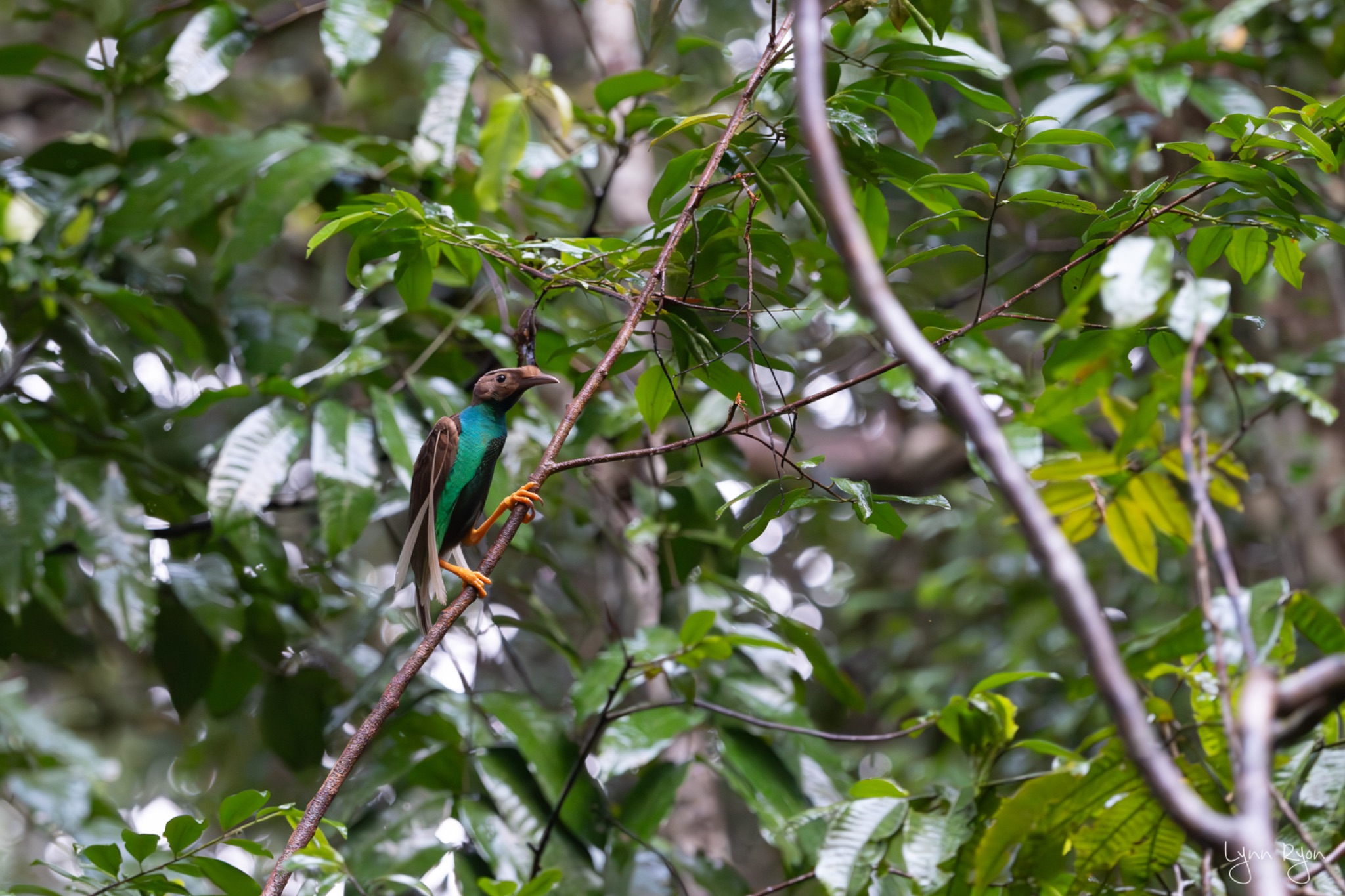 TL8 9299 Enhanced NR