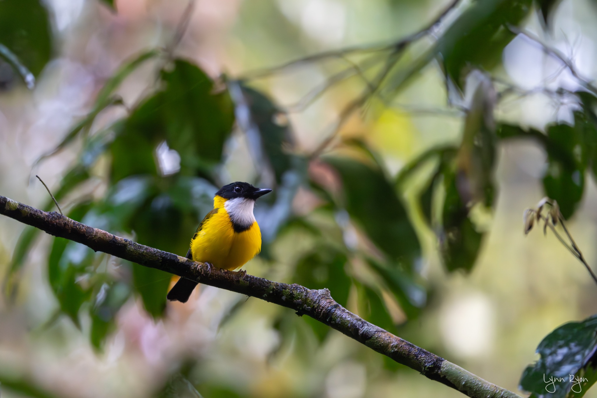 TL8 9441 Enhanced NR