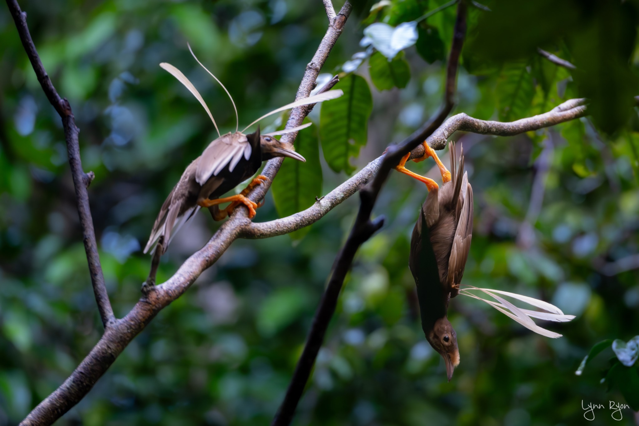 TL8 9495 Enhanced NR