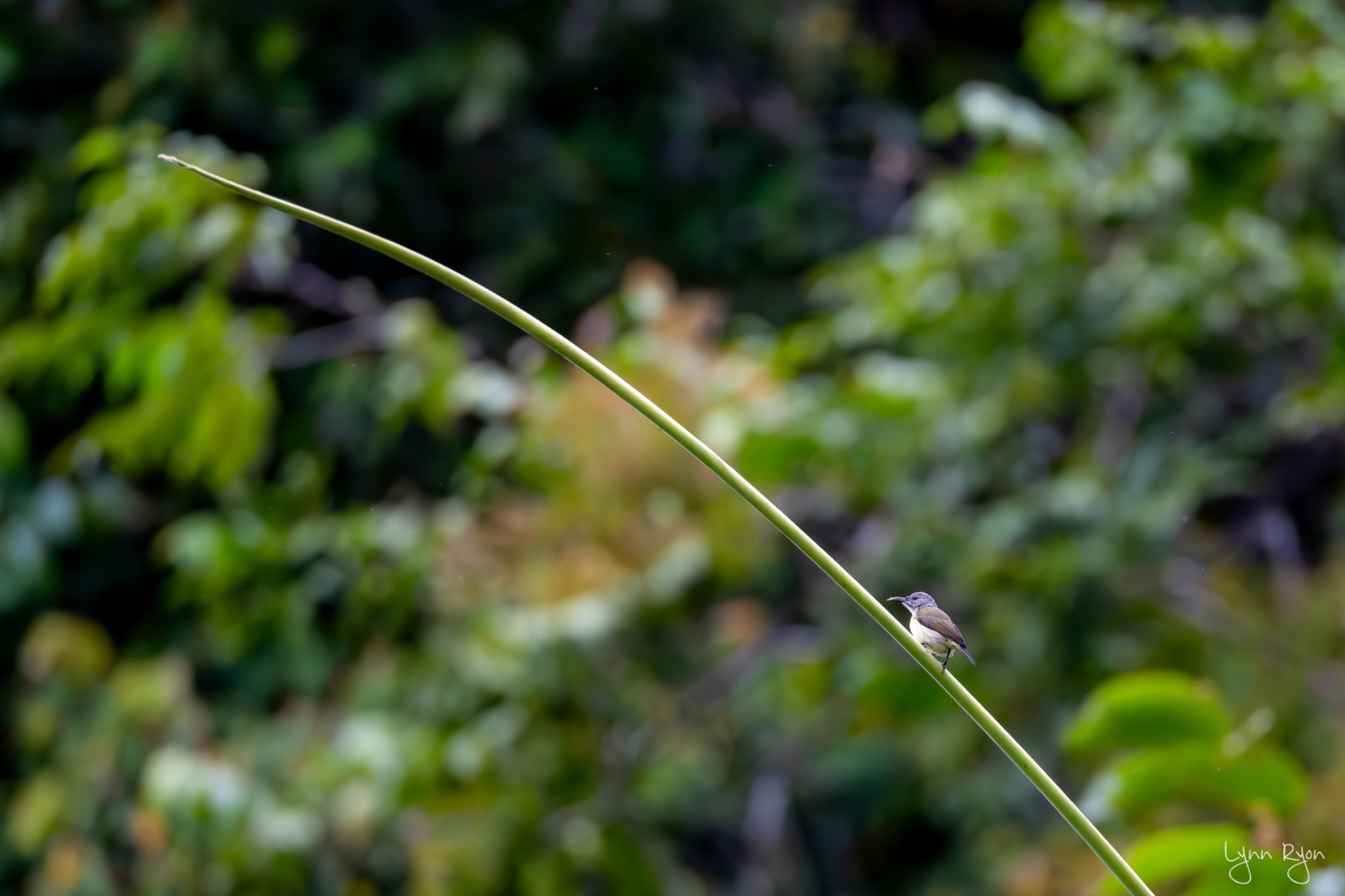 TL8 9535 Enhanced NR