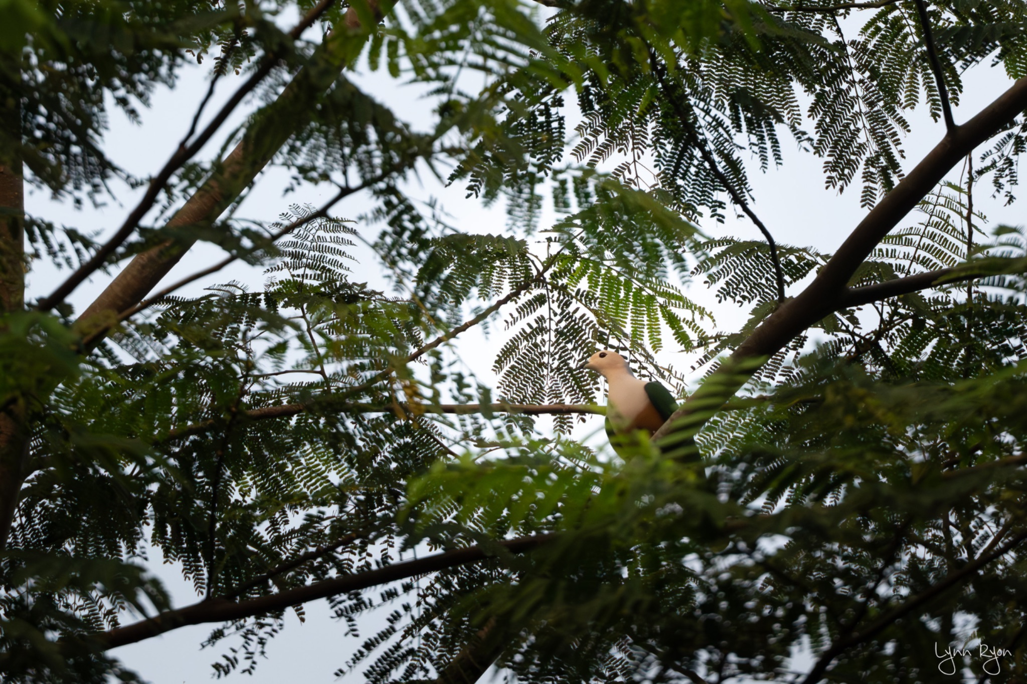 TL8 9774 Enhanced NR