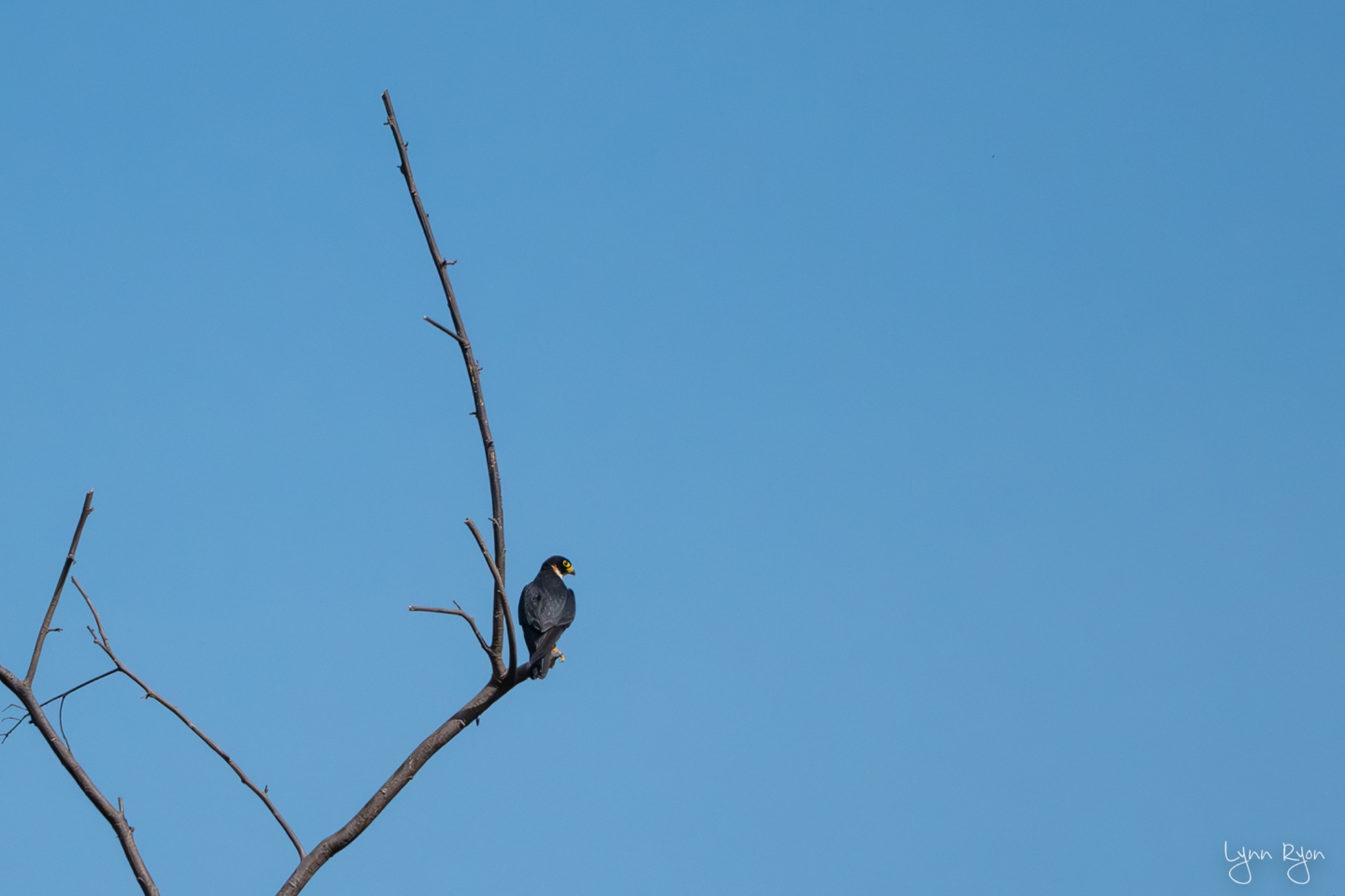 TL8 9844 Enhanced NR