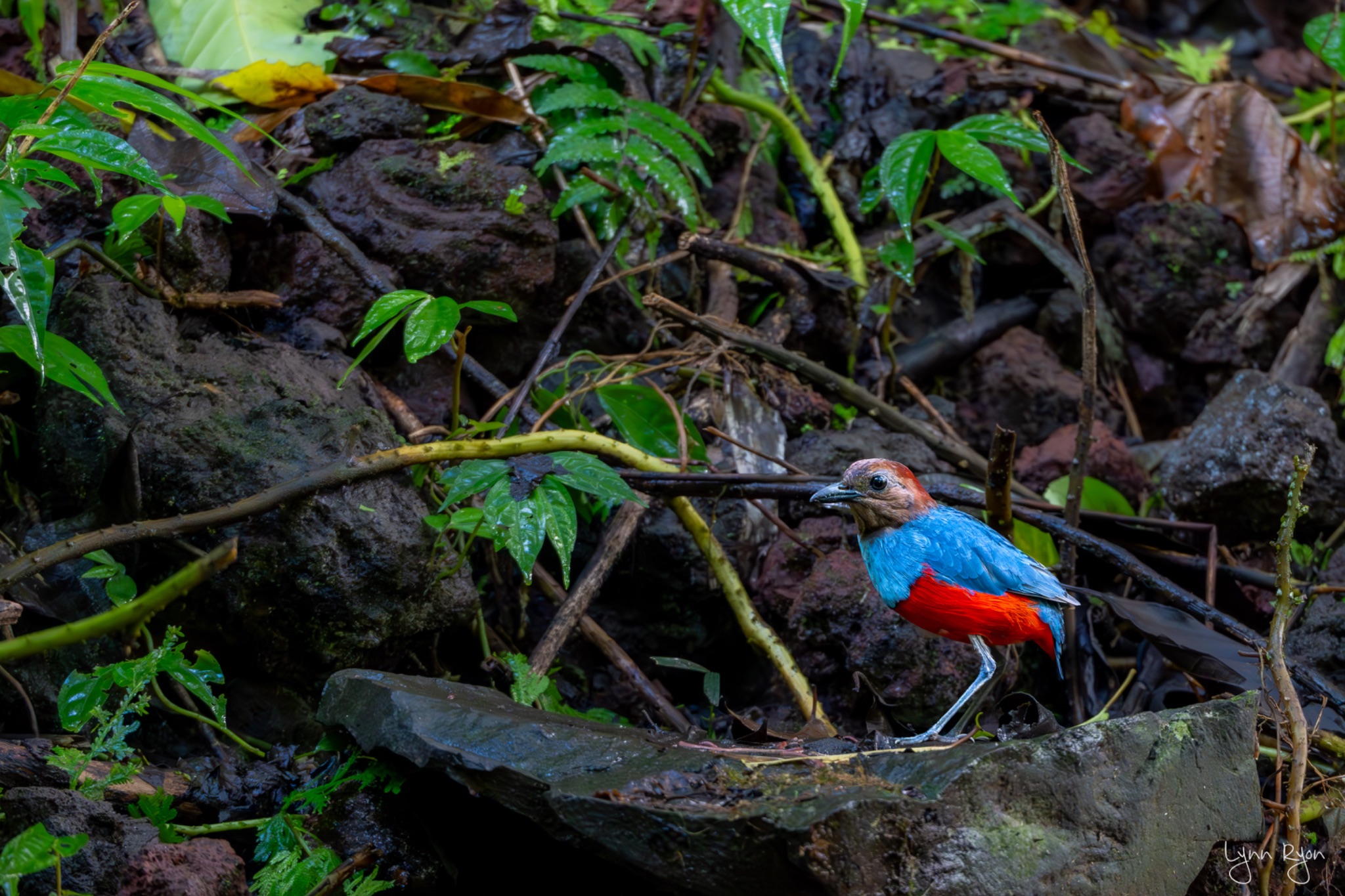 TL8 9862 Enhanced NR