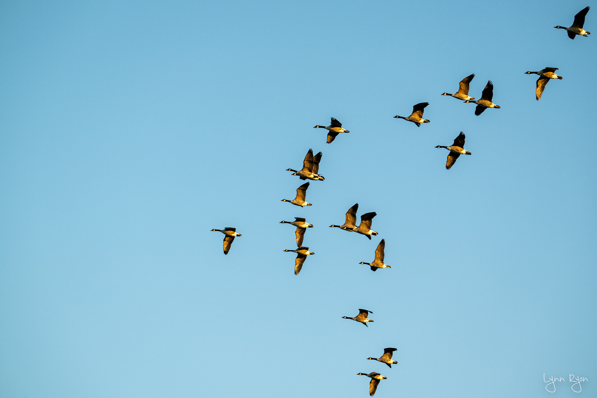 Canadian Goose Migration
